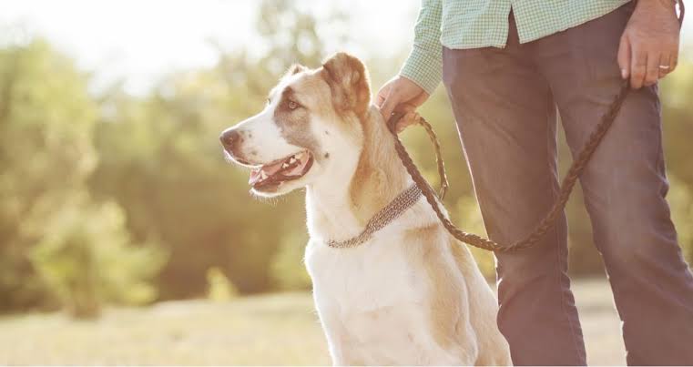 What You Need To Know About First Aid for Animal Bites